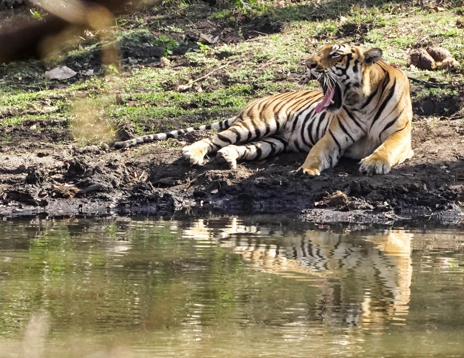 India's New Tiger Reserves Explained