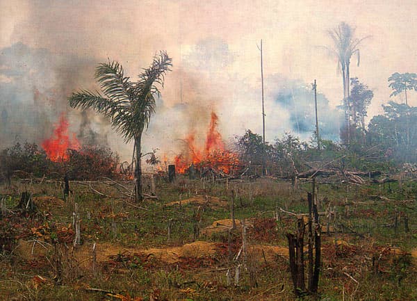 India's State of Forest Report 2023